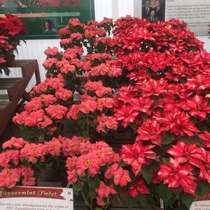 Meet your Posher, Efrat